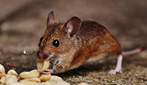24 Hour & Emergency Exterminators in Kronenwetter, WI